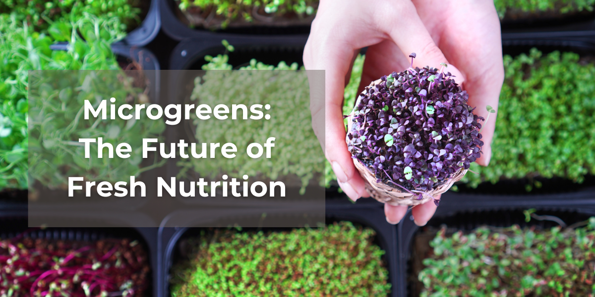 Microgreens in Bangalore